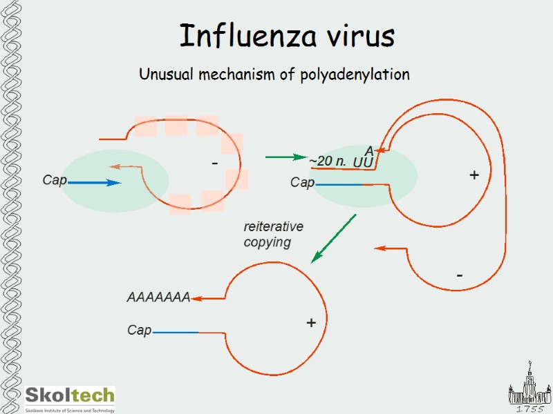 Influenza virus Unusual mechanism of polyadenylation